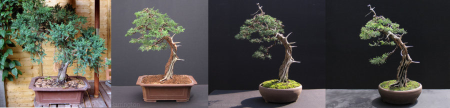 juniper bonsai